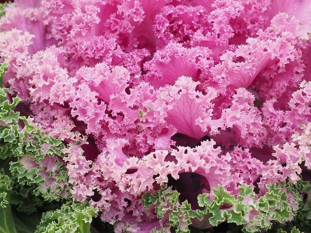 Some ornamental cabbage