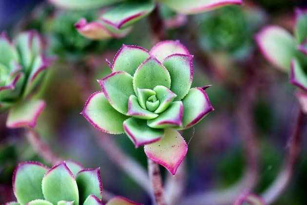 Succulent plant