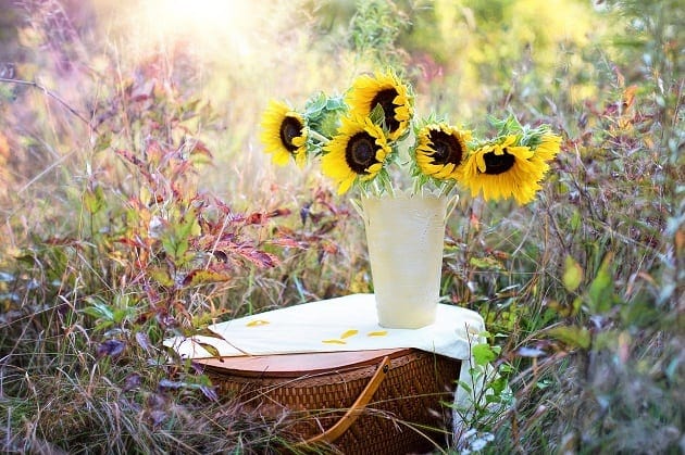 Sun flowers